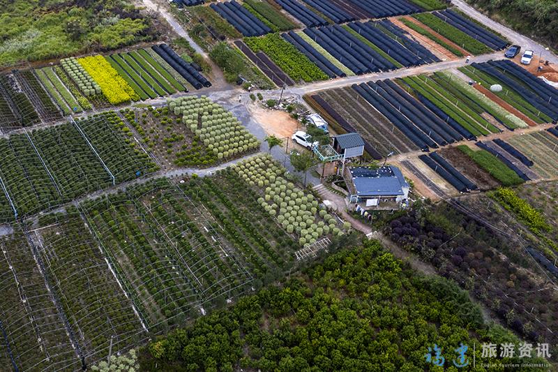 10月2日，福州市罗源县碧里乡西洋村一家花卉基地工人正在管护花卉（无人机照片）。.jpg