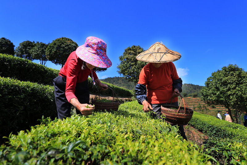 茶农们正在采摘茶鲜叶 陈成才摄