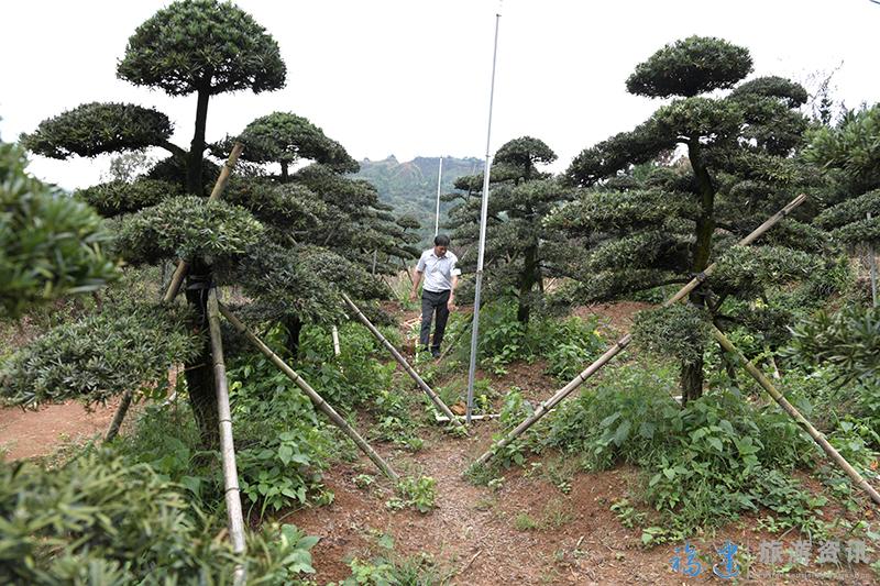 10月2日，福州市罗源县碧里乡西洋村一家苗木基地工人在管护苗木。22.JPG