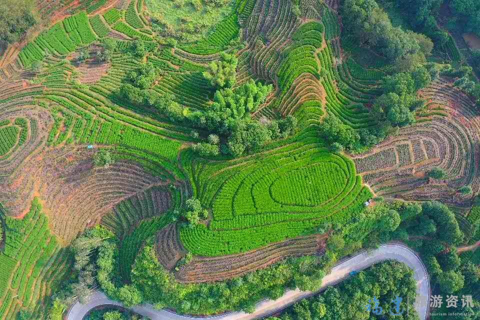 福建梧韵堂茶园美如画