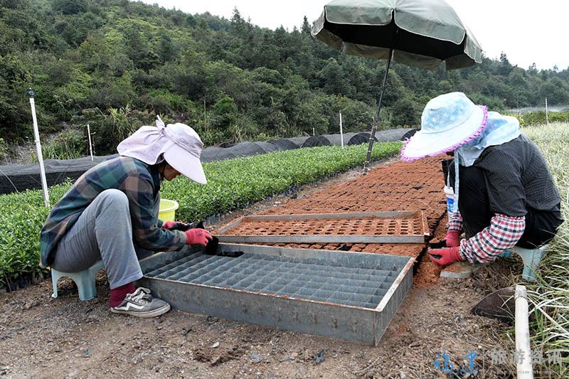 10月2日，福州市罗源县碧里乡西洋村一家花卉基地工人正在种植苗木。1.JPG