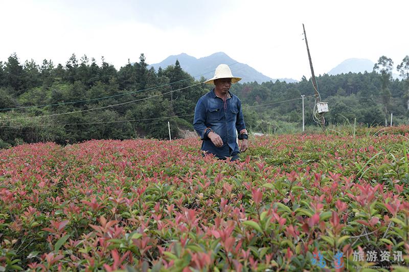 10月2日，福州市罗源县碧里乡西洋村一家花卉基地工人在大棚内管护花卉。.JPG