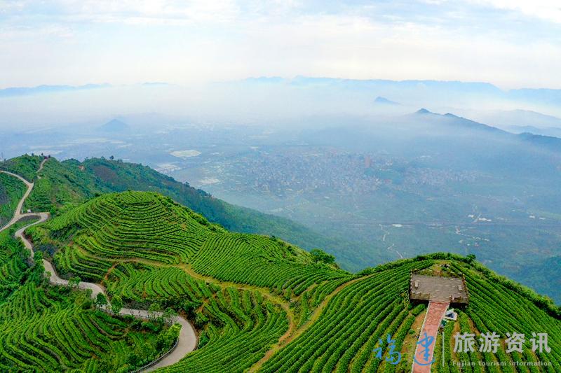 海西最美茶园——长龙茶园