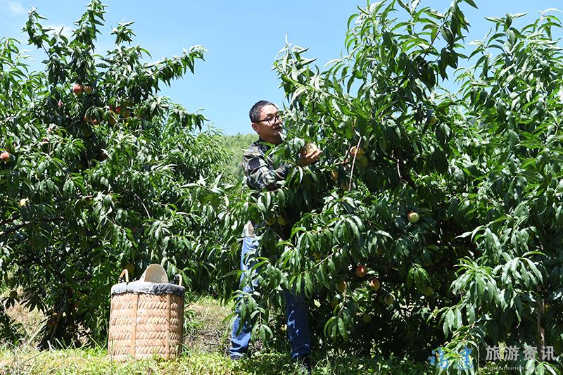 宁德古田800余亩水果基地满园果香让人陶醉
